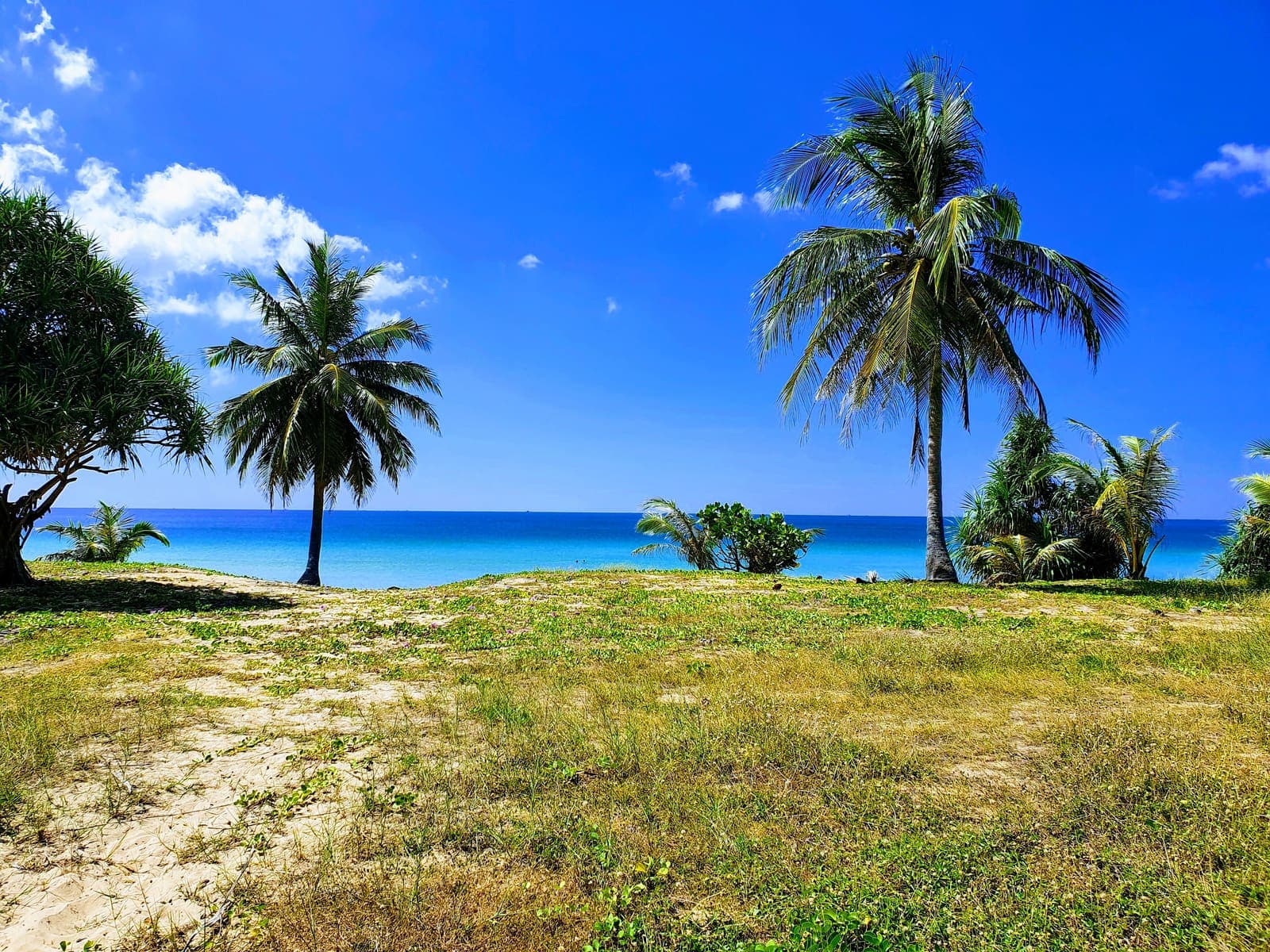 Palm trees on the sand at Karon Beach